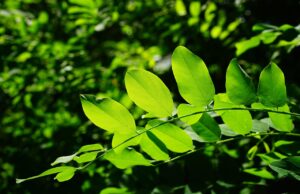 Ateliers gratuits par Paysages 2050