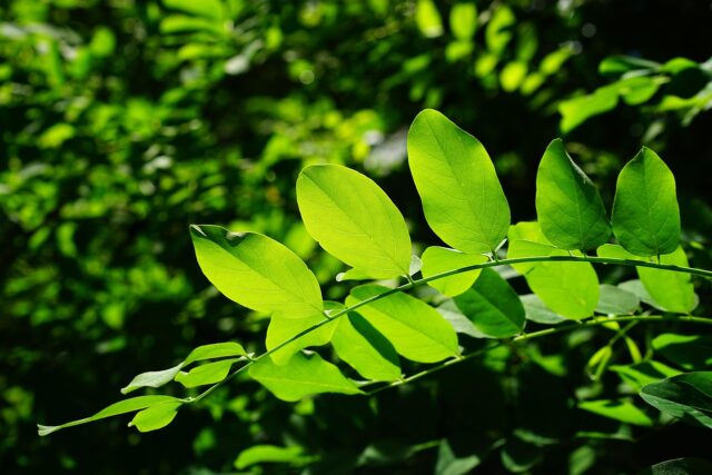 leaves-829513_1280