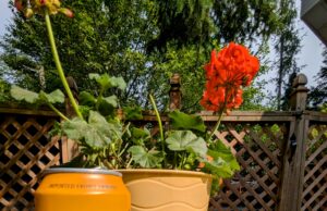 Dans les vignes – Opter pour moins