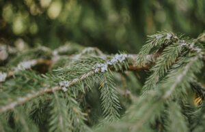 Reboisement au parc régional Val-David–Val-Morin secteur Far Hills