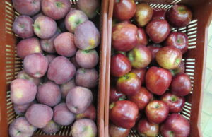 É.-U. et fiasco – Faire briller les choses