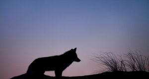 Le choix des mots – Le mâle alpha, ce mythe toxique