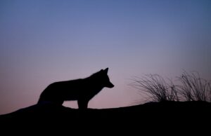 Le choix des mots – Le mâle alpha, ce mythe toxique